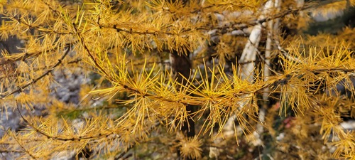 western larch
