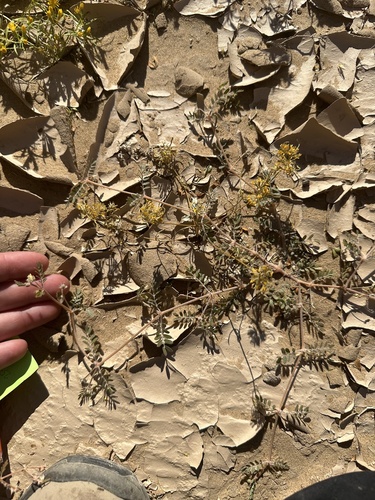 California caltrop (Kallstroemia californica)