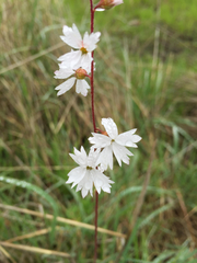 Lithophragma affine
