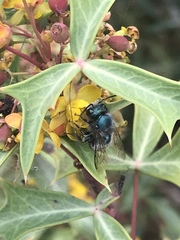 Osmia ribifloris ribifloris
