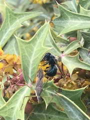 Osmia ribifloris ribifloris
