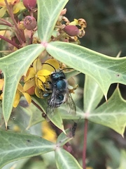 Osmia ribifloris ribifloris