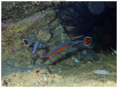 Photo of Flagtail pipefish (Doryrhamphus excisus)