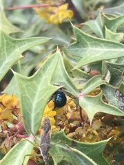 Osmia ribifloris ribifloris