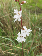 Lithophragma affine