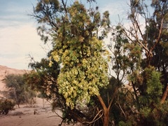 Tapinanthus
