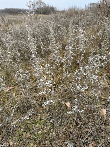 Artemisia argyi, photograph 4