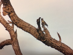 Poicephalus rueppellii