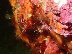 Rhynchocinetes durbanensis