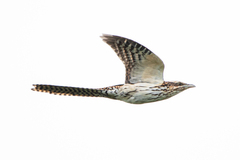 Long-Tailed Koel photo 4