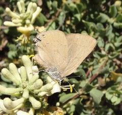 Satyrium auretorum