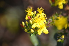 Hypericum microsepalum
