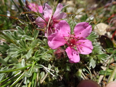 Potentilla nitida