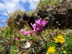 Pedicularis rostratocapitata