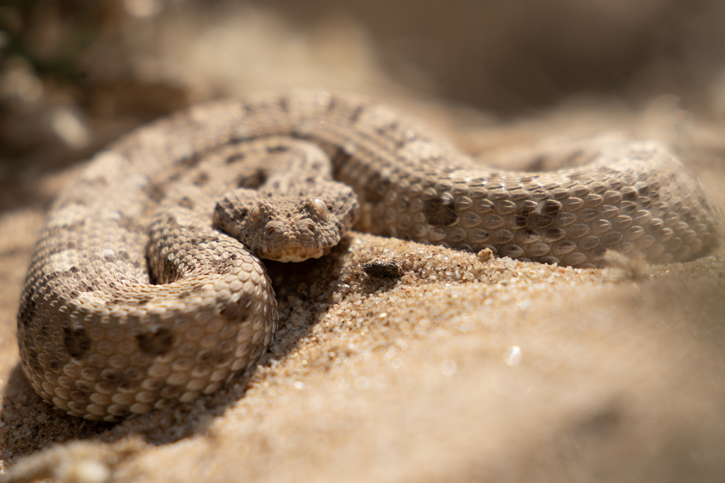 Bitis caudalis × peringueyi