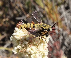 Pseudonomoneura hirta