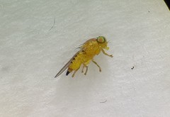 Fergusoninidae