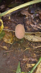 Helosis cayennensis image