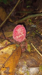 Helosis cayennensis image