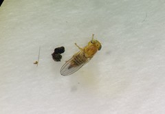 Fergusoninidae