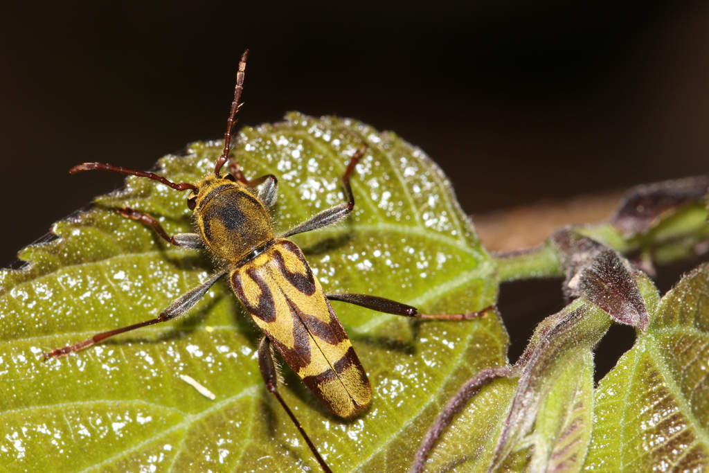 Clytus auripilis