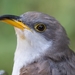 Cuckoos - Photo (c) kirk gardner, some rights reserved (CC BY), uploaded by kirk gardner