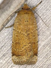 Abagrotis