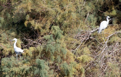 Snowy Egret photographed in Nevada