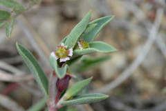 Euphorbia acuta