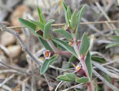 Euphorbia acuta