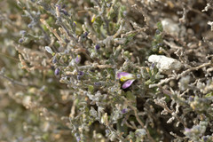 Hebecarpa macradenia