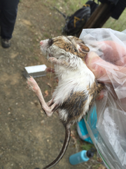 Dipodomys californicus