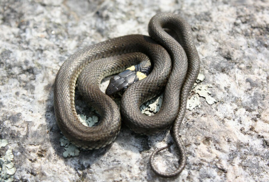 grass snake from 250 83 Škvorec, Česko on April 21, 2013 by Andrej Funk ...