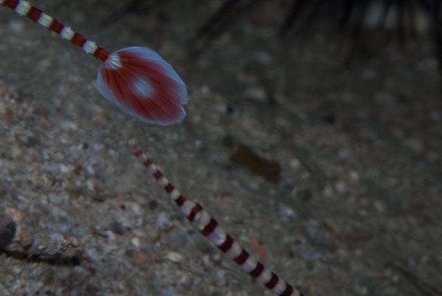 Banded Pipefish