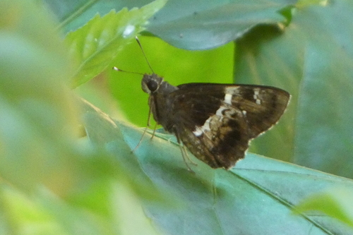Photo of Tree Flitter (Hyarotis adrastus)