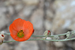 Sphaeralcea leptophylla