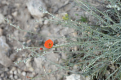 Sphaeralcea leptophylla