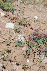 Lupinus malacophyllus