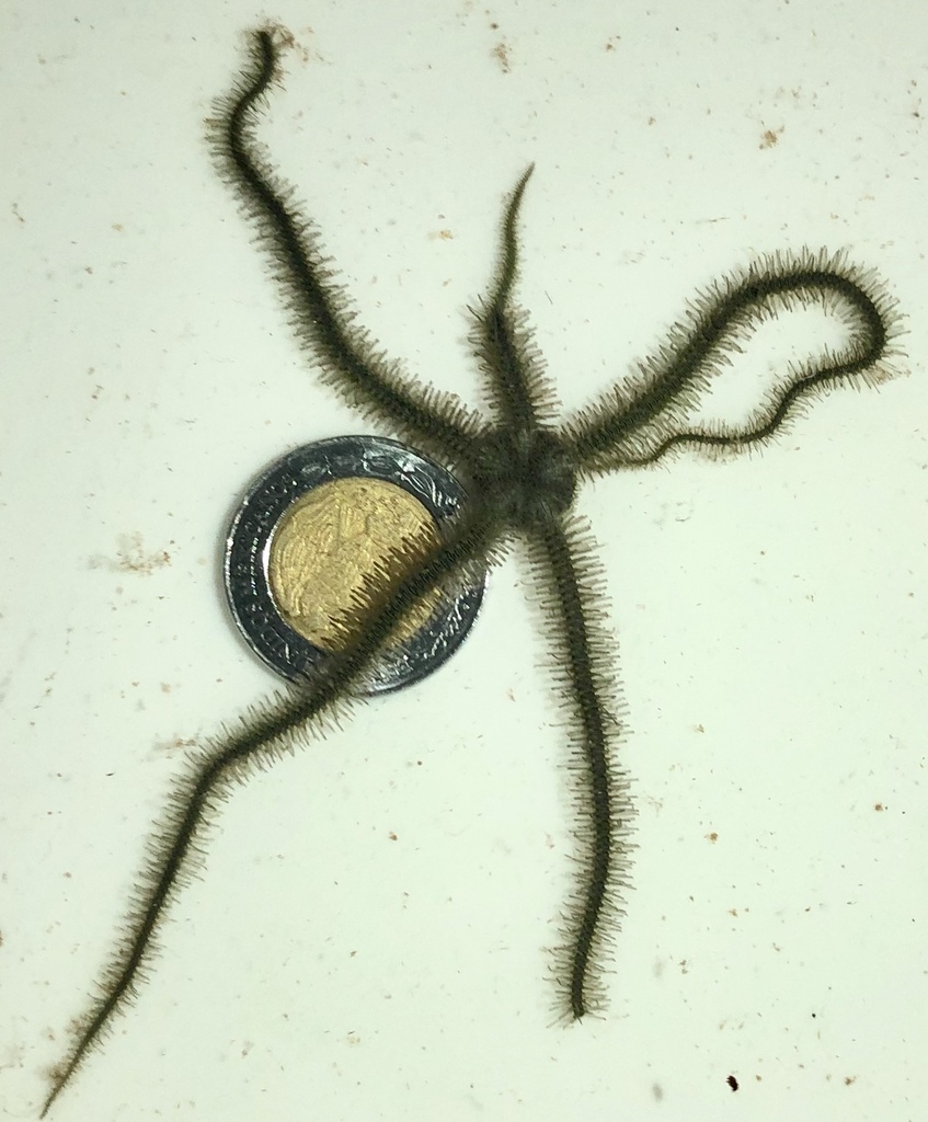 Ophiopsilina