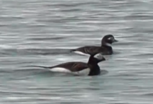 Clangula hyemalis