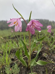 Fritillaria pluriflora