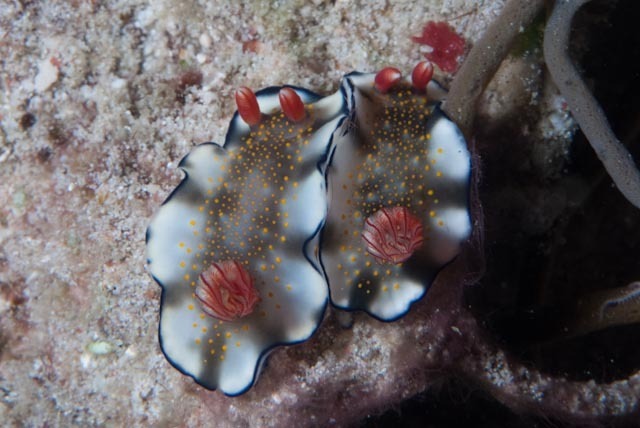 Hypselodoris bollandi
