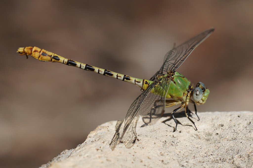 Yellow-legged Ringtail