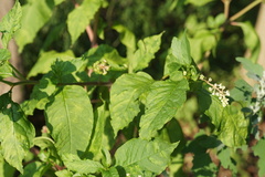 Pokeweed mosaic virus