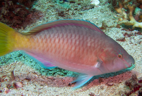 Pacific longnose parrotfish (Hipposcarus longiceps) — Scaridae — 5