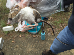 Dipodomys californicus