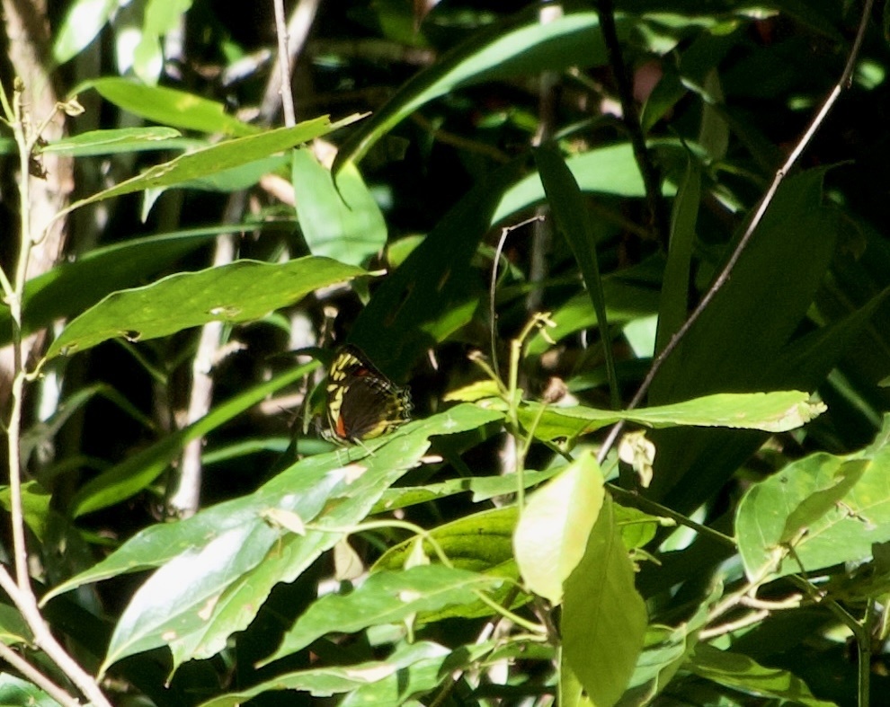Symbrenthia doubledayi