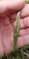 Poa arachnifera