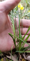 Poa arachnifera