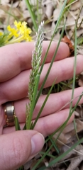 Poa arachnifera